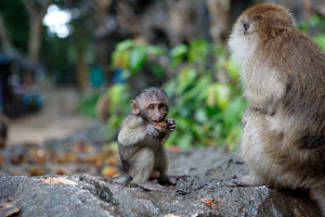 Macaque_-_Monkey_Cave_Temple_-_Thailand_(3930134954)